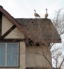 Geese on the roof